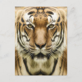 Tiger-Nah-up-Postkarte Postkarte