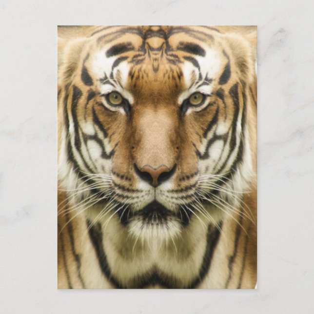 Tiger-Nah-up-Postkarte Postkarte (Vorderseite)