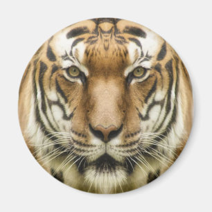Tiger Nahaufnahme Magnet