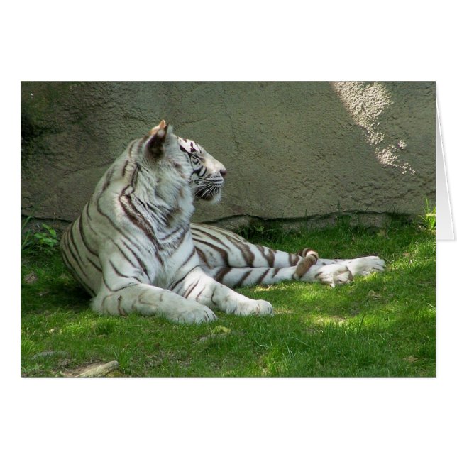 Tiger n'Grass (Vorderseite (Horizontal))