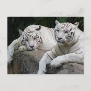 Tiger Pair Postkarte