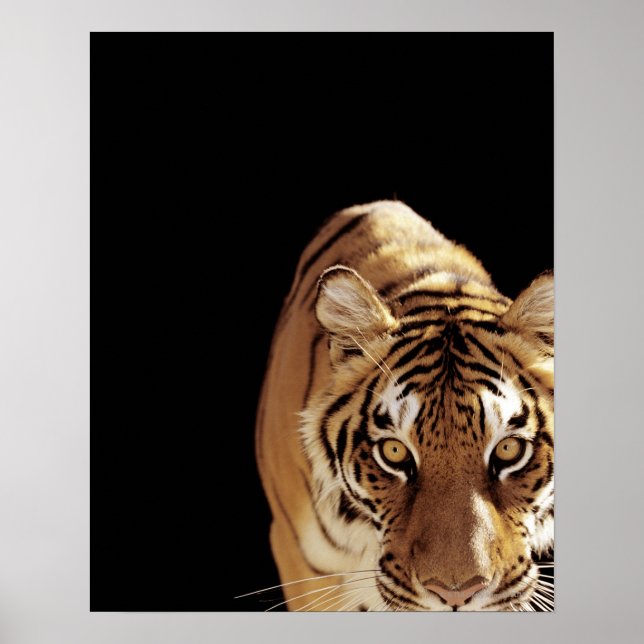 Tiger (Panther tigris) Poster (Vorne)