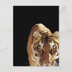 Tiger (Panther tigris) Postkarte