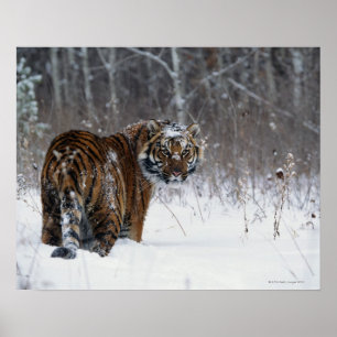 Tiger (Panthera der Tigris) stehend im tiefen Poster