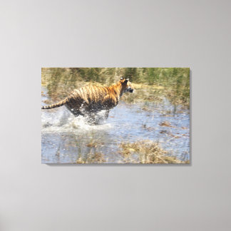 Tiger (Panthera tigris), der durch Wasser läuft. Leinwanddruck