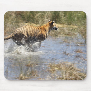 Tiger (Panthera tigris), der durch Wasser läuft. Mousepad