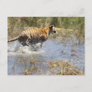 Tiger (Panthera tigris), der durch Wasser läuft. Postkarte