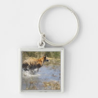 Tiger (Panthera tigris), der durch Wasser läuft.