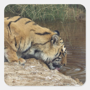 Tiger (Panthera tigris), die Wasser aus einer Quadratischer Aufkleber