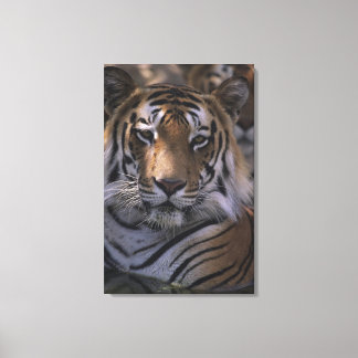 Tiger (Panthera tigris), naher Kopf, Leinwanddruck