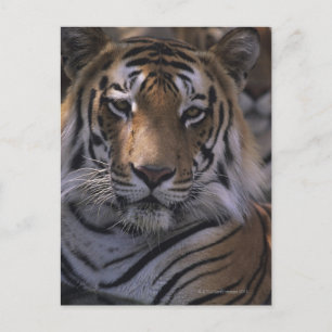 Tiger (Panthera tigris), naher Kopf, Postkarte