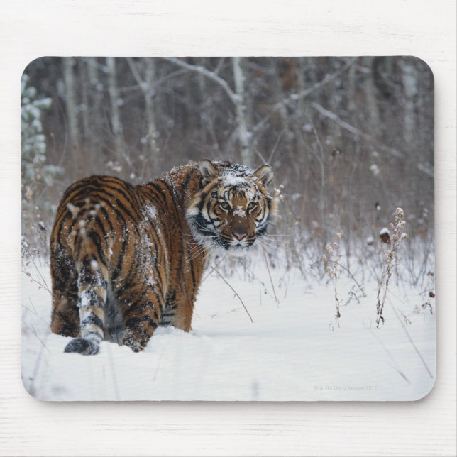 Tiger (Panthera tigris) stehend im Tiefschnee Mousepad (Vorne)