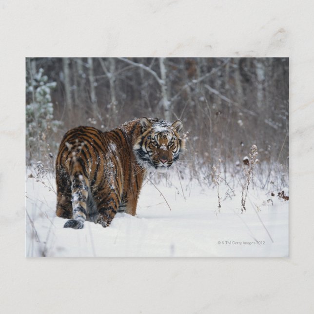 Tiger (Panthera tigris) stehend im Tiefschnee Postkarte (Vorderseite)