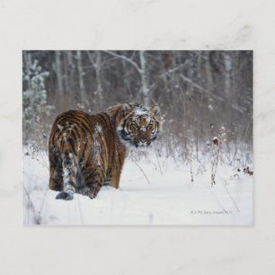 Tiger (Panthera tigris) stehend im Tiefschnee Postkarte
