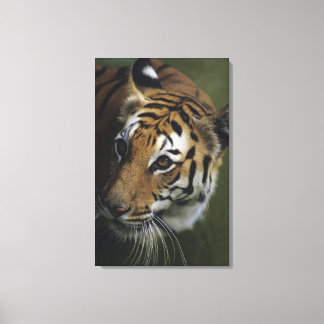 Tiger (Panthera tigris) stehend, nah Leinwanddruck