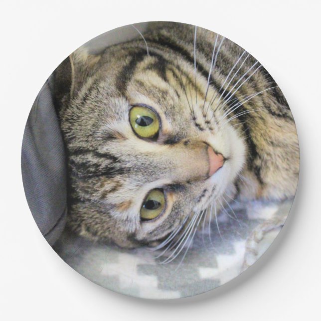 Tiger Pappteller (Vorderseite)