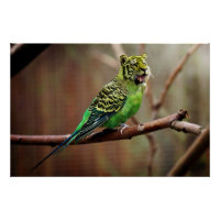 Tiger Parakeet