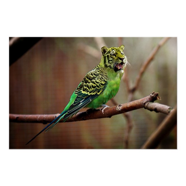 Tiger Parakeet Poster (Vorderseite)