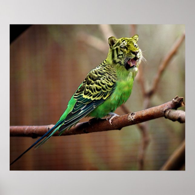 Tiger Parakeet Poster (Vorne)
