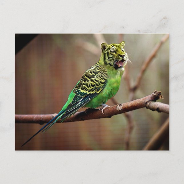 Tiger Parakeet Postkarte (Vorderseite)