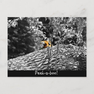 Tiger Peek-a-boo Postkarte