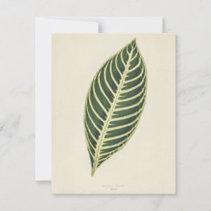 Tiger-Pflanze (Sanchezia Nobilis), Gravur-Poster