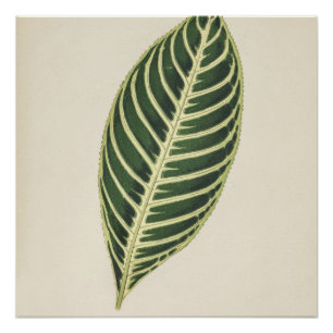 Tiger-Pflanze (Sanchezia Nobilis), Gravur-Poster Poster