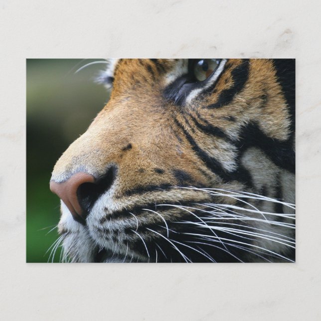 Tiger Picture Postcard Postkarte (Vorderseite)