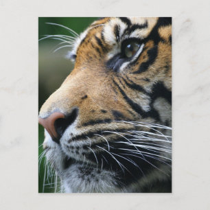Tiger Picture Postcard Postkarte