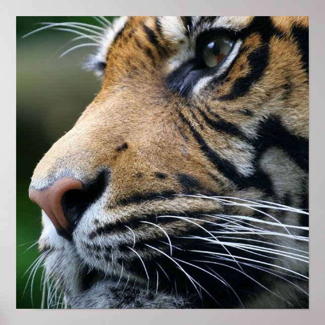 Tiger Picture Poster (Vorne)