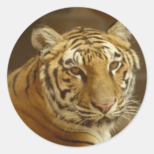 Tiger Picture Runder Aufkleber