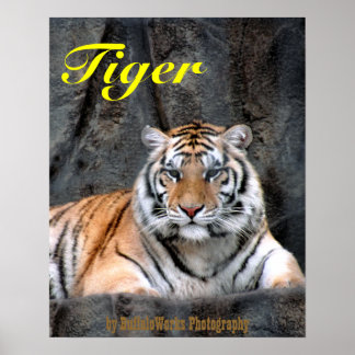 Tiger-Plakat Poster