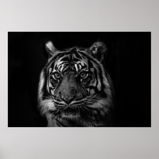 TIGER PORTRAIN IN BW POSTER (Vorne)