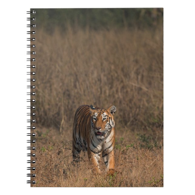 TIGER PORTRAIT NOTIZBLOCK (Vorderseite)