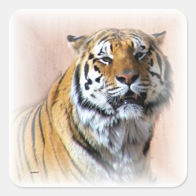 Tiger-Portrait Quadratischer Aufkleber (Vorderseite)