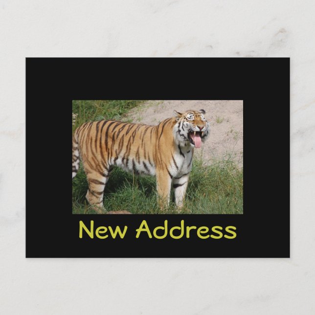 Tiger Postcard "New Address" Ankündigungspostkarte (Vorderseite)