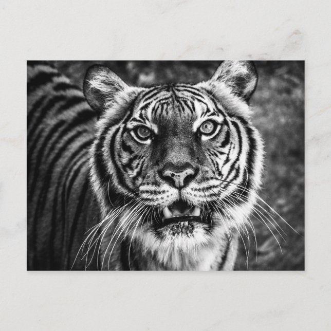 Tiger Postcard Postkarte (Vorderseite)