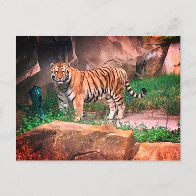 Tiger Postcard Postkarte (Vorderseite)