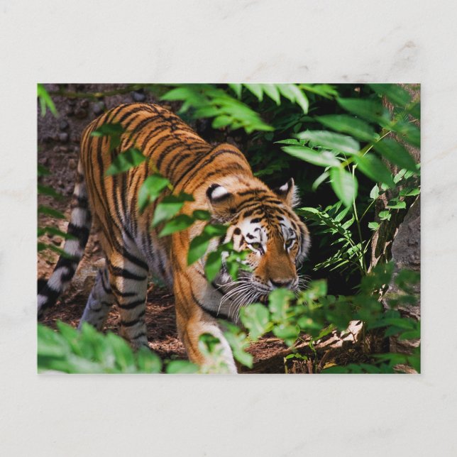 Tiger Postcard Postkarte (Vorderseite)