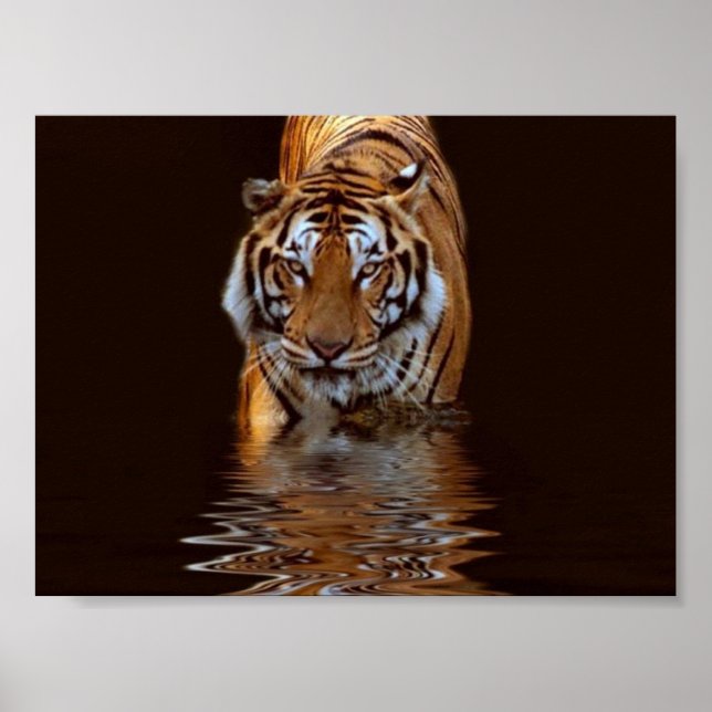 TIGER POSTER (Vorne)