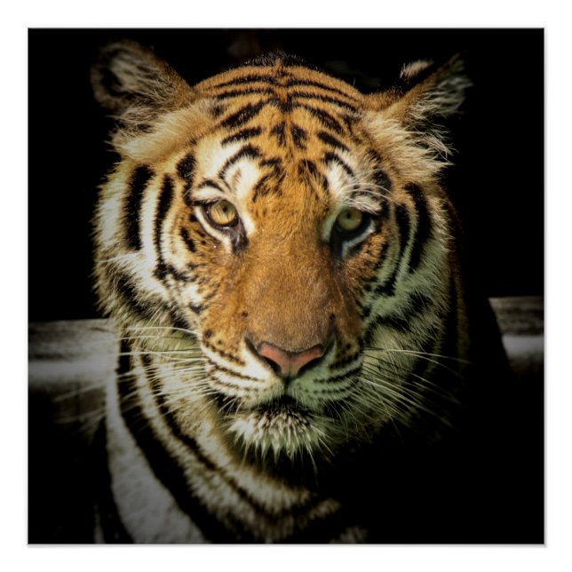 Tiger Poster (Vorderseite)