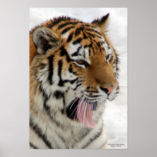 Tiger Poster