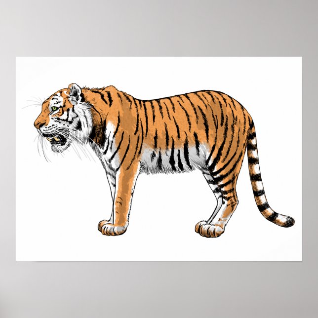 Tiger Poster (Vorne)