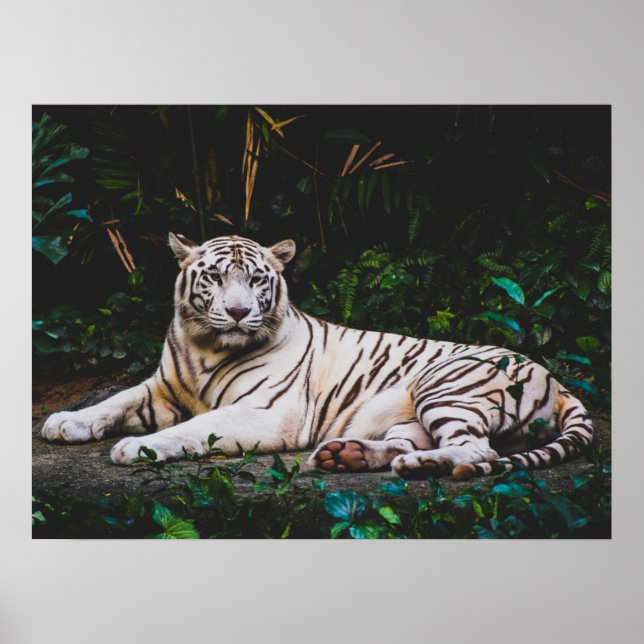 Tiger Poster (Vorne)