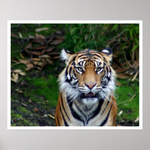 Tiger Poster