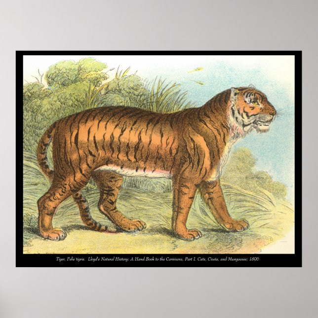 Tiger Poster (Vorne)
