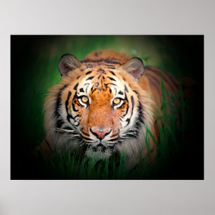 Tiger Poster