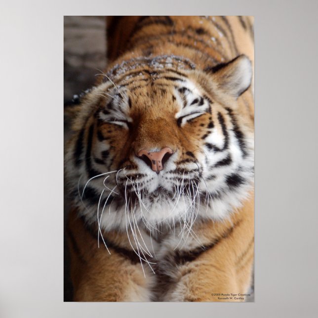 Tiger-Poster Poster (Vorne)