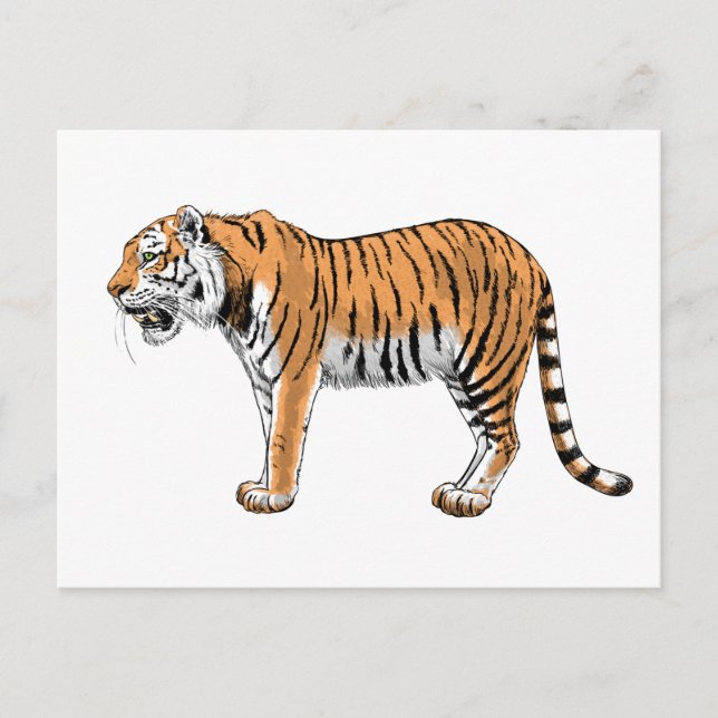Tiger Postkarte (Vorderseite)