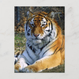 Tiger Postkarte